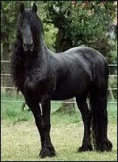 Comment s'appelle cette race ?