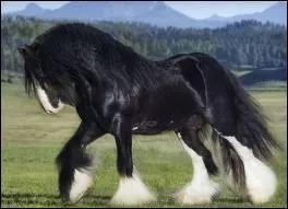 Comment s'appelle cette race ?