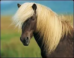 Comment s'appelle cette race ?