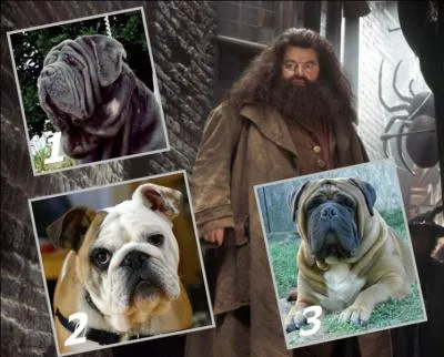 Il est le chien peureux de Hagrid, gardien des Clés et des Lieux à Poudlard...