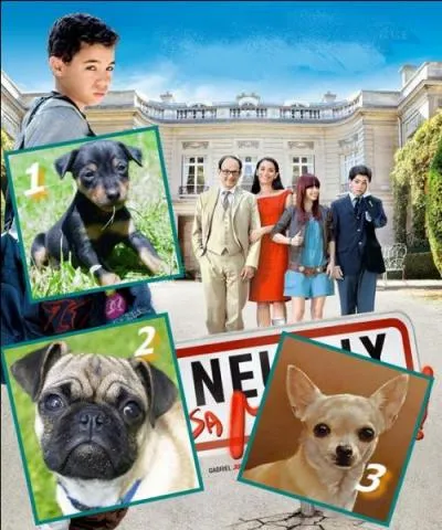 Et un "Tintin" sans Milou, mais plutôt carlin, dans "Neuilly sa mère"...