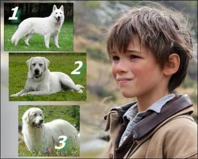 La rencontre d'un enfant solitaire et d'un chien sauvage, l'histoire de Sébastien qui apprivoise Belle. C'est l'aventure d'une amitié indéfectible...