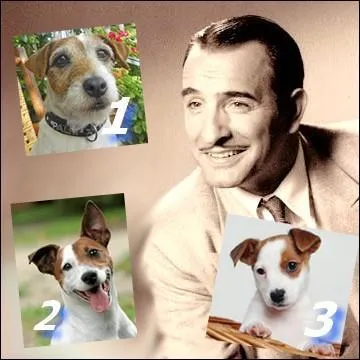 Wouaf wouaf ! Retrouvez Uggie, le cabot star de The Artist, qui possède ses empreintes de pattes à Hollywood aux côtés de celles de Marilyn Monroe...