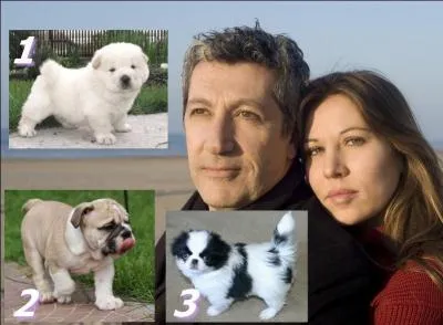 Offert pour l'anniversaire de leur mariage "Trésor", un bébé carlin , va semer la zizanie dans le couple Alain Chabat-Mathilde Seigner...