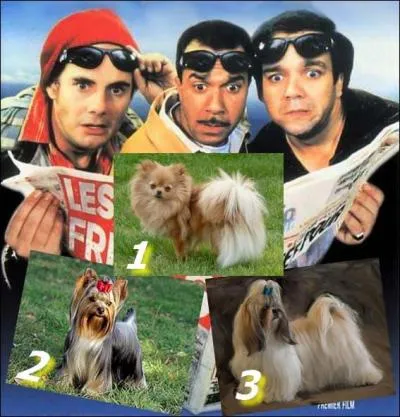 Rapellez-vous... « Elle est où la queue queue, elle est où la têtête ? » Choupette, la petite chienne des "Trois Frères"...