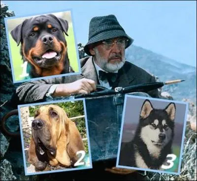Indiana, le chien du papa d'Indiana Jones, et dont le héros héritera de son nom...