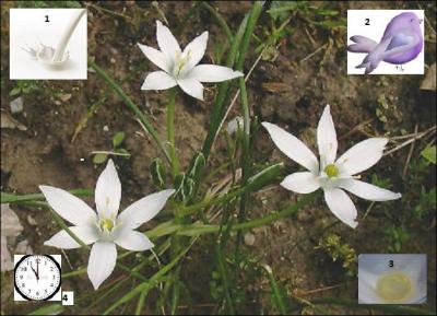 Jolie fleur blanche en forme d'étoile dite de Bethléem, de la famille des Liliaceae, qui ne s'ouvre qu'en fin de matinée.
Quel autre nom porte-t-elle ?