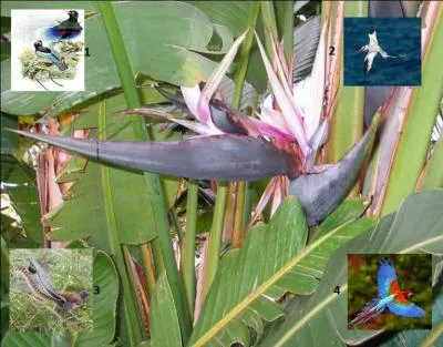 Quel oiseau correspond au nom donné à cette magnifique fleur de la famille des --------- dont le genre ------- porte le nom d'une reine d'Angleterre ?