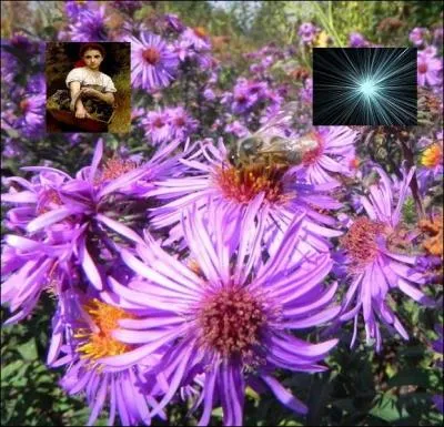 Quelles sont ces plantes ? De quelle famille proviennent-elles ?