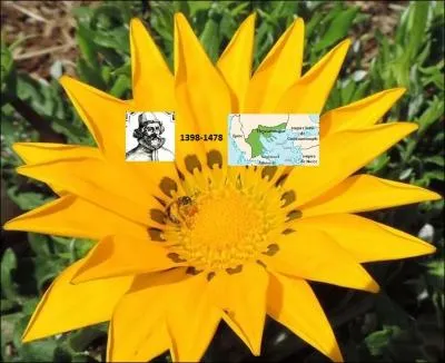 Quel insecte butine au cur de ce tournesol ?