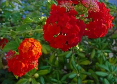 D'une magnifique rutilance, nous avons des ----- appartenant à une famille de 150 espèces.