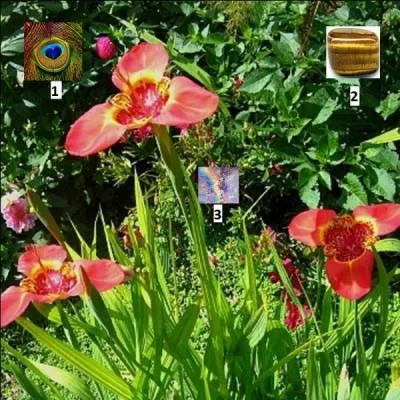 Cherchez bien les indices pour trouver le nom de cette belle fleur de la famille des ------.