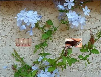 Pourquoi le nom commun du plumbago est-il le «dentelaire » ?
