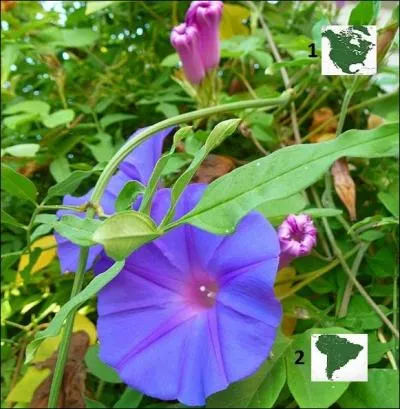 Belles-de-jour, liserons, ipomées, des volubiles de la famille des -----------. Ces fleurs sont originaires de --------.