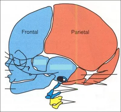 Votre cerveau était en ébullition, mais finalement tout va bien ! 
Quel nom porte l'os désigné par un point d'interrogation, à gauche ?