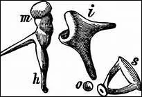Où trouverez-vous ces os chez l'être humain ?