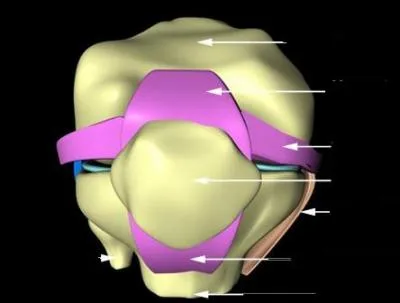 Voici une articulation qui peut devenir fort douloureuse, et gare quand on tombe ! 
Dans quelle partie du corps humain se trouve-t-elle ?