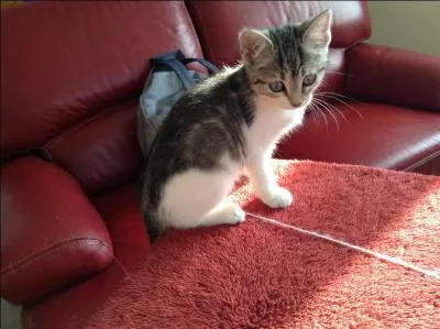 Combien mesure-t-elle en largeur ?