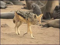 Quel est cet animal ?