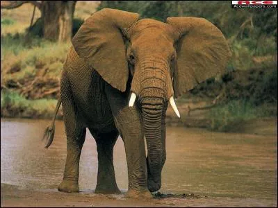 Quel est cet animal ?