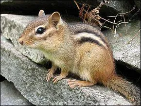 Quel est cet animal ?