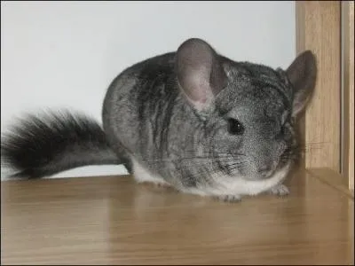 Quel est cet animal ?