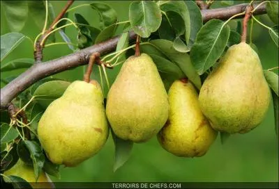 Sur quels arbres poussent les poires ?