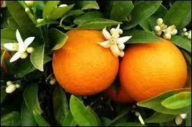 Sur quel arbre pousse ces fruits ?