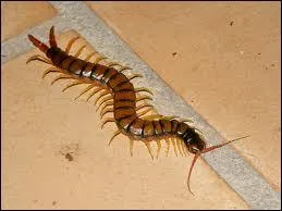 Quelle taille peut atteindre la plus grande scolopendre du monde ?