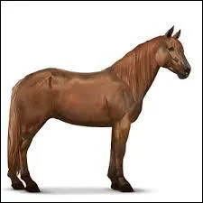 Quelle est cette race de poney ?