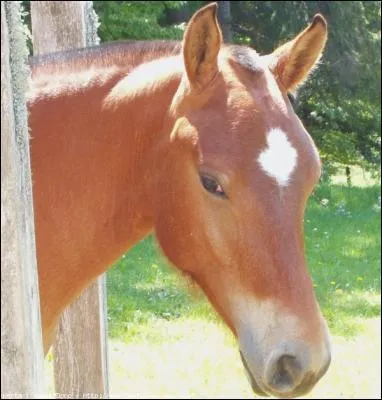 Comment s'appelle cette trace blanche sur son front ?