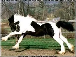 Ce cheval est magnifique, mais quelle est sa robe ?