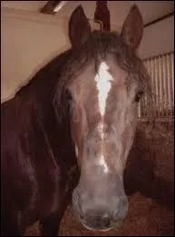 Cette marque en tête est :