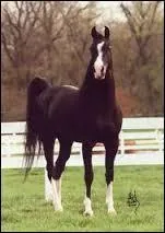 Que sont ces traces blanches sur ses jambes ?