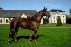 De quelle couleur est ce cheval ?