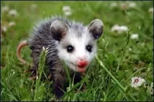 Comment se défendent les opossums ?