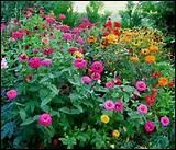 Laquelle de ces fleurs est annuelle ?