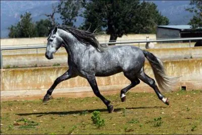 Le trot est une allure....