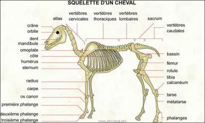 Combien a-t-il de vertèbres cervicales ?