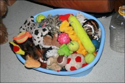 Quel animal est l'intrus ?