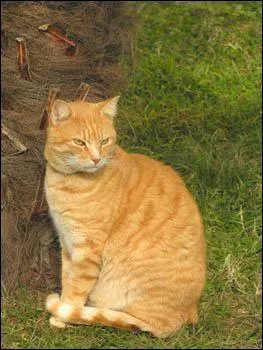 Comment s'appelle ce chat ?