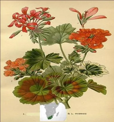 De quelle famille le --------- zonale vivant à l'état sauvage en ---------- est-il issu ?