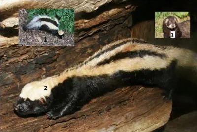 Ne confondez pas, bien qu'ils puent tous les trois ! 
Quel animal est la zorille ?