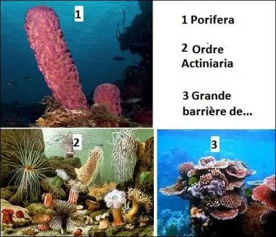 Quels sont ces animaux autrefois appelés zoophytes ?