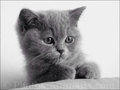 Les bébés chats sont ...