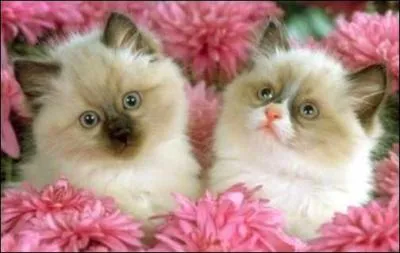 Les sphynx ont les poils ..