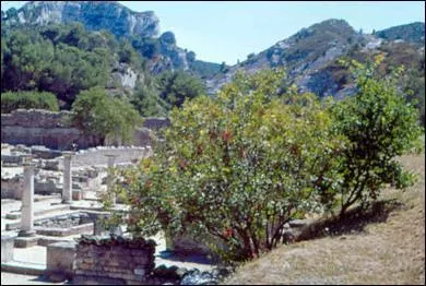 Quelle résine était mélangée au vin pour l'empêcher d'aigrir ?