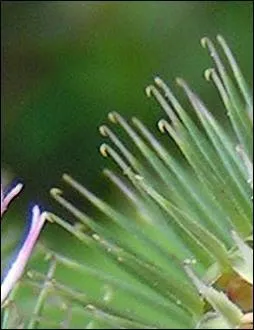 C'est une belle plante, mais gare ! Elle est très « hamuleuse ». Qu'est-ce à dire ?