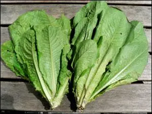 Quelle est cette salade ?