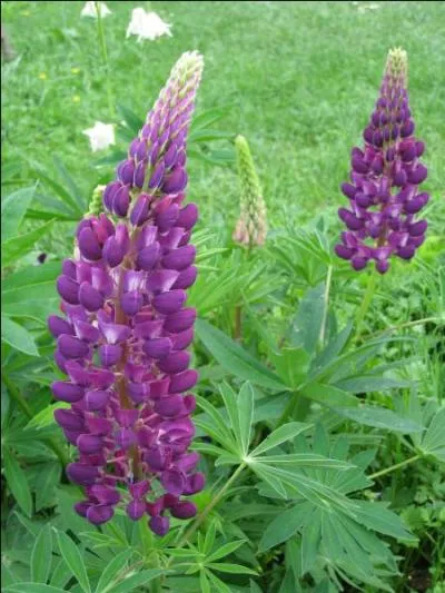 Quelle est cette fleur ?